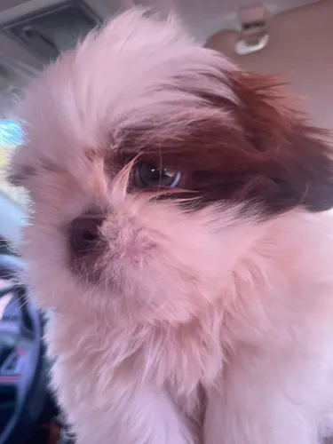 Filhote de shih Tzu macho 