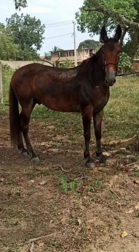 Burro marchador