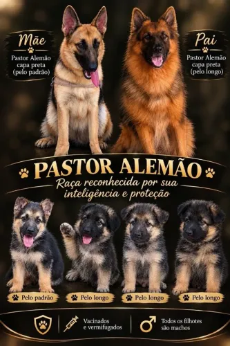 PASTOR ALEMÃO FILHOTES PUROS