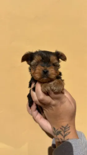 Yorkshire terrier macho ! Puro encanto !!