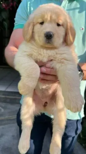 Golden Retriever