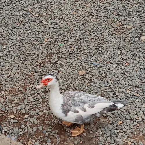 Patas