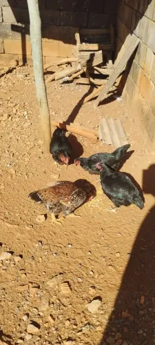 Galinha caipira 