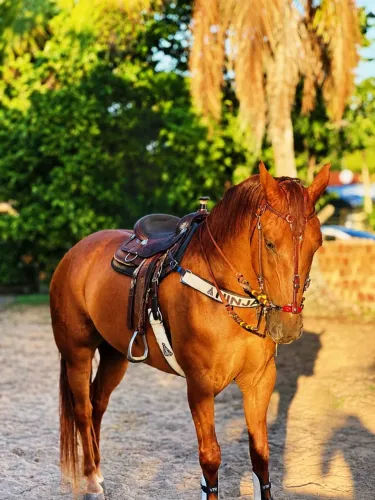 Cavalo quarto de milha