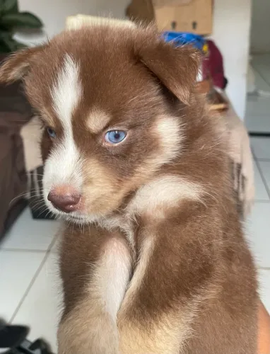 Husky siberiano