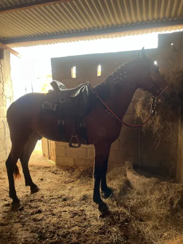 Cavalo marcha picada Registrado