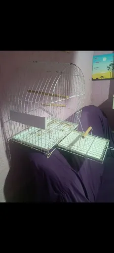 Gaiola para aves mansa 