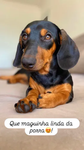 Venda de filhotes de Dachshund