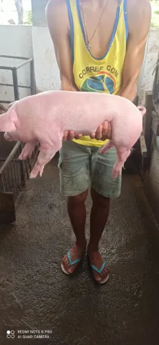 Porco, suino, macaco de porco, matriz , reprodutor, leitão 