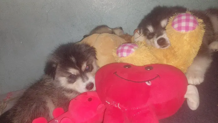 Husky siberiano