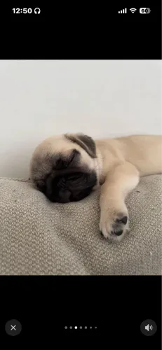 Cachorro