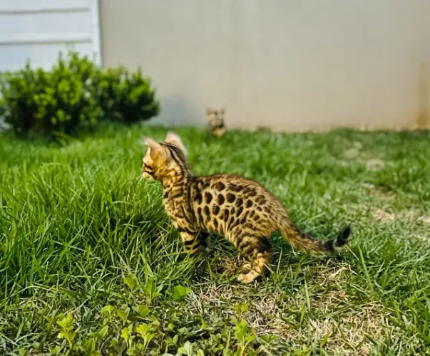 Venda de Filhotes de Gato de Bengal 