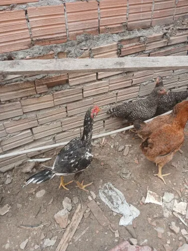 frango