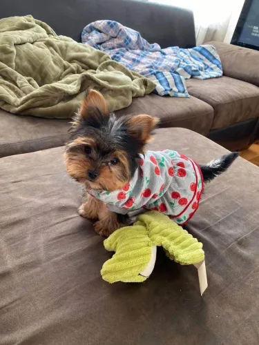 Filhote Yorkshire Terrier, O abraço mais quentinho do mundo pode ser seu!