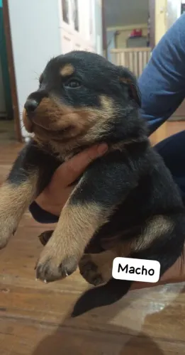 Filhotes rottweiler macho