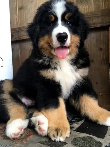 Bernese Um amigo que entende seus gestos