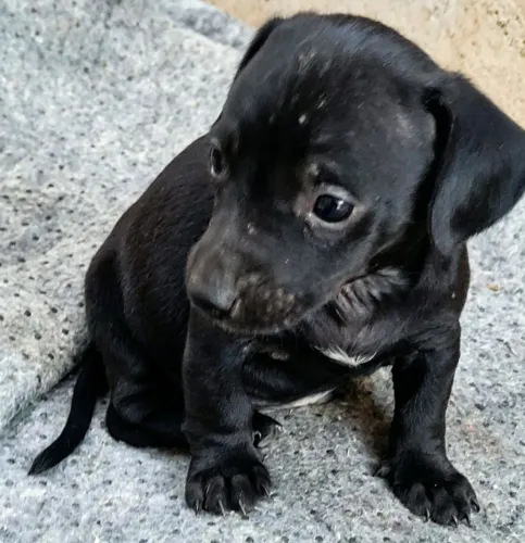 Cachorro salsicha