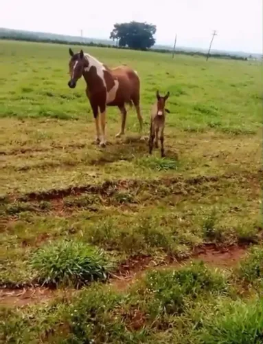 Égua mangalarga pampa parida de mula
