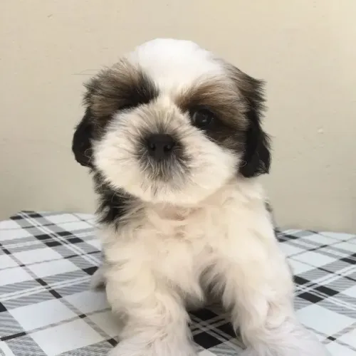 Filhotes de shih tzu Ideal para Apartamento