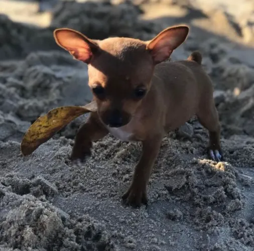 Pinscher 0 -O seu filhote que cabe no bolso
