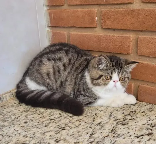 Gato persa adulto ótimo.pra repotudor