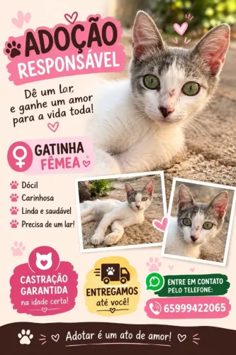 Gatinha para adoção responsável