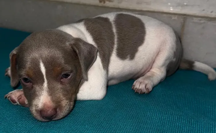 FOX paulistinha com pedigree CBKC - Terrier Brasileiro puro filhote 