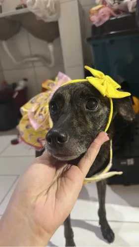 Cadela para adoção 