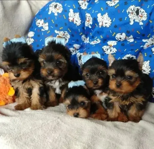 Yorkshire Cachorrinho pronto para conquistar um novo lar