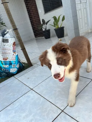 Border Collie
