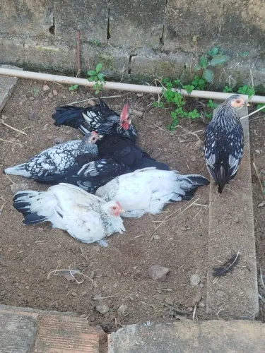 Casal de garnisé