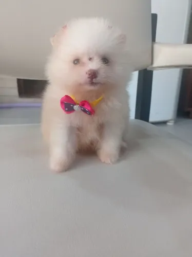 Spitz alemão anão 1500 macho 3mil fêmea