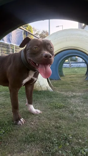     Cachorrinha carinhosa e sociável para adoção ?