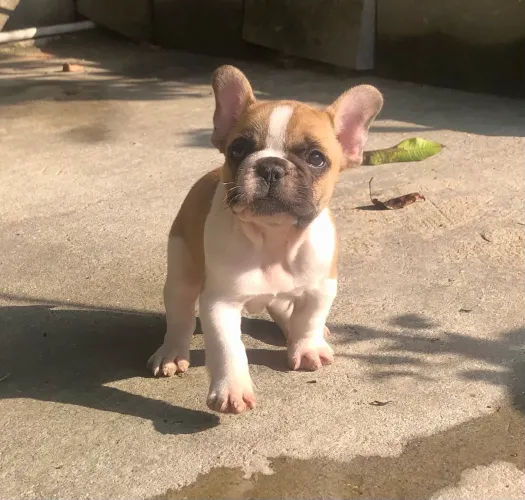 Buldogue francês macho filhote disponivel