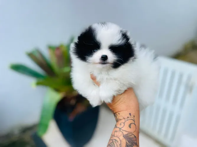 Belo machinho de spitz Alemão com Pedigree