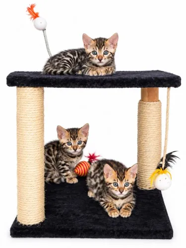 Bengal