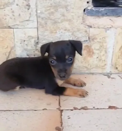 Pinscher macho tamanho 0 Pronta entrega 