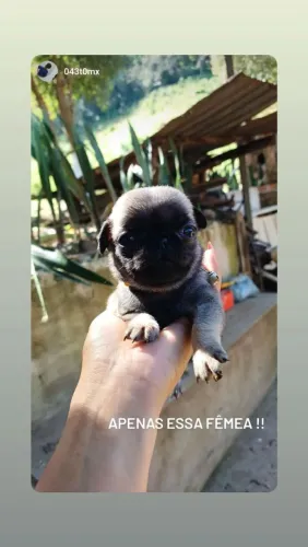 Filhotes de Pug 3 machos 1 fêmea 