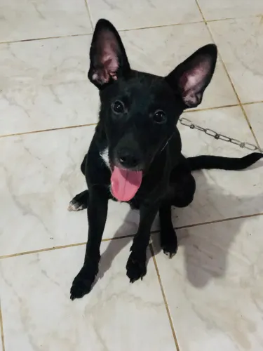 doação de cachorro