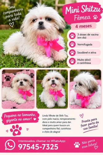 Mini shithzu fêmea com as 3 vacinas