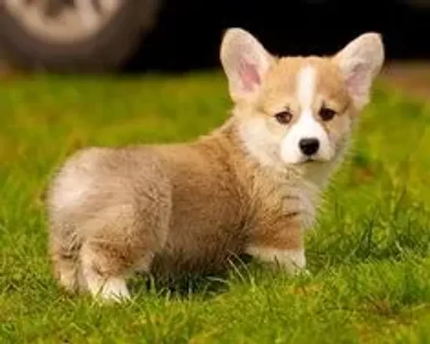 Corgi Pembroke Machos e Femeas