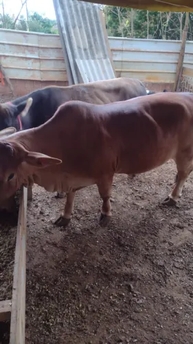 Vendo mine vacas 
