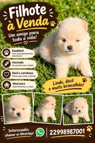 ? Filhote Adorável à Venda - Saudável e Brincalhão