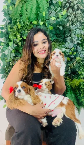 Cavalier king macho pronta entrega