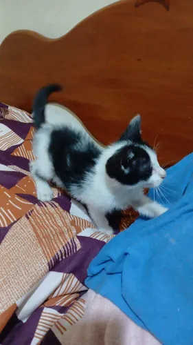 Filhote de gato para adoção