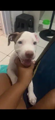 Vendo um pitbull
