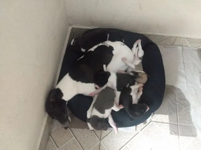 Filhotes Whippet excelente linhagem