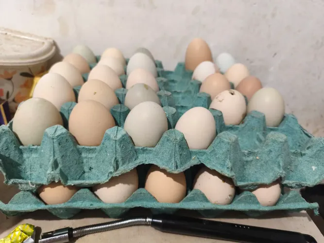 Ovos De galinha caipira