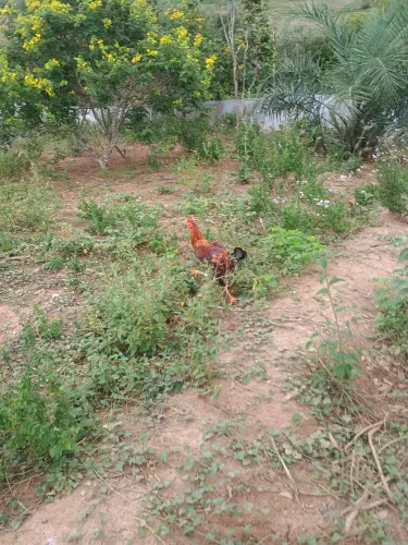 Vendo ou troco sítio