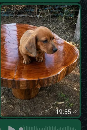 Basset disponível